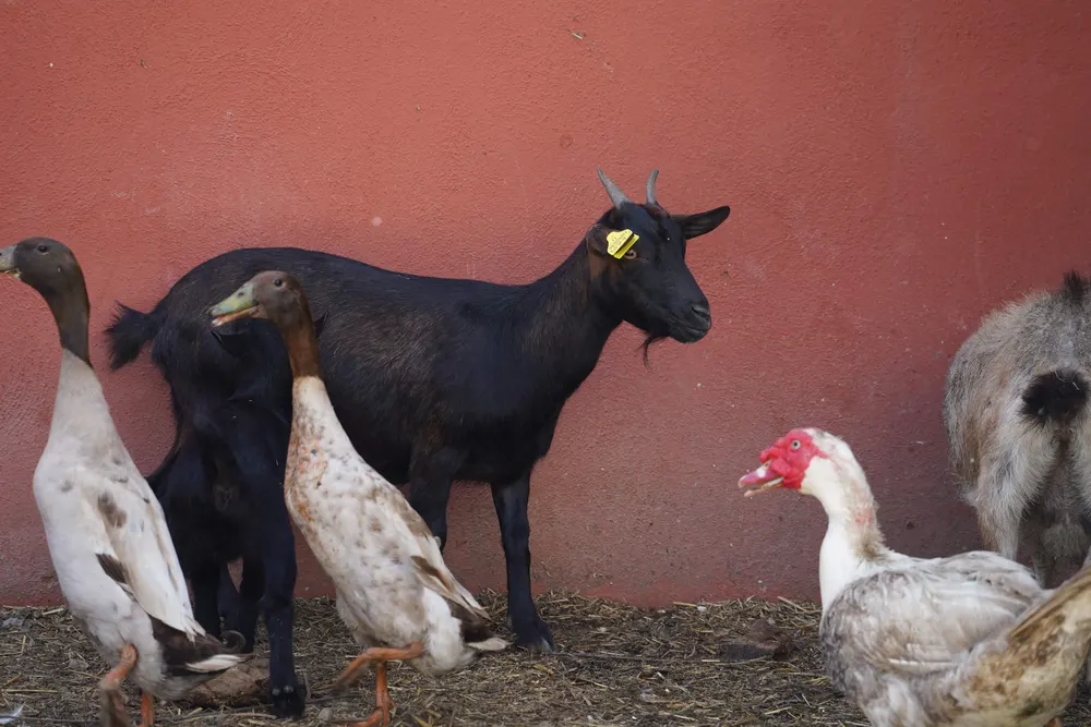 Gli animali della fattoria didattica